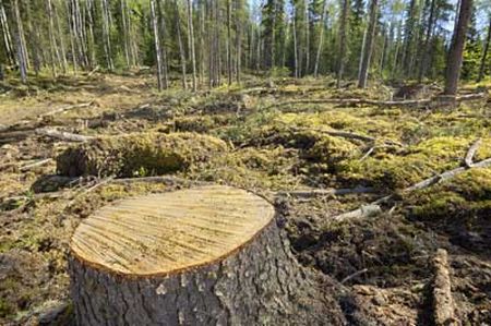 REDD: il programma con cui le Nazioni Unite vogliono salvare le foreste