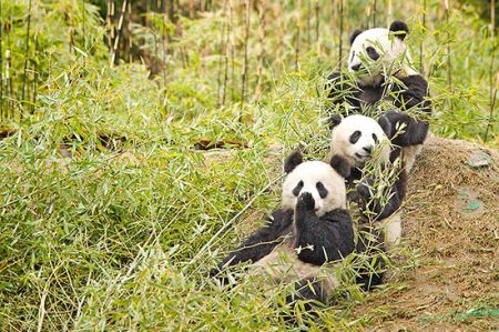 Le 10 specie più in pericolo per il WWF