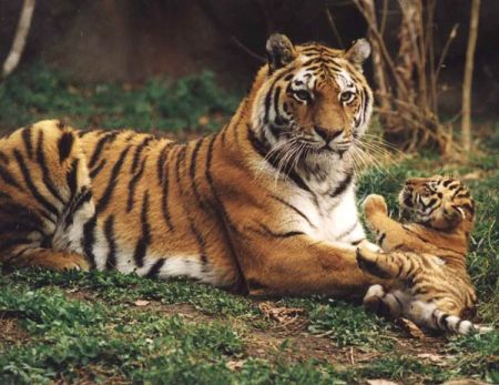 E' la tigre l'animale a maggior rischio estinzione nel 2010