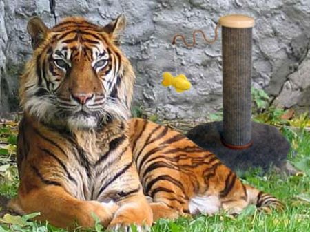 Aperte le adozioni per la tigre di Sumatra