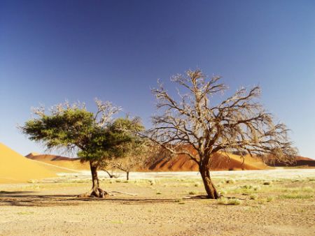 Le zone semi-aride assorbono più Co2 delle foreste