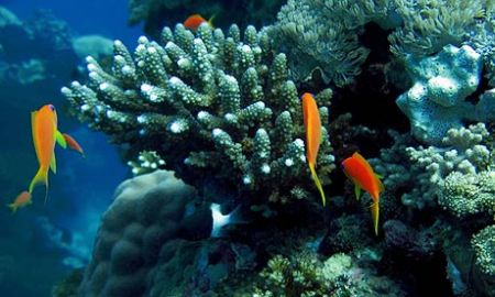 Barriere coralline: entro il 2100 cominceranno a sparire