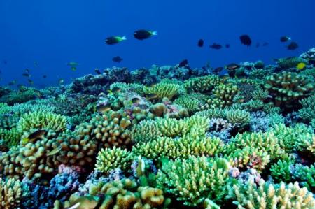 Le barriere coralline sono destinate a scomparire?