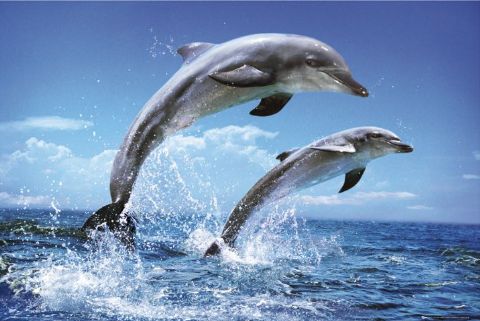 delfini malattie