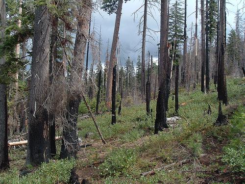 Gli incendi boschivi fanno bene all'ecosistema
