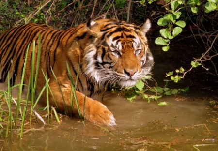 Conclusa la conferenza sulle tigri: ecco tutte le misure per evitare l'estinzione