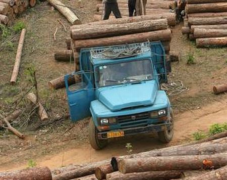 Abbattuti 6.000 alberi per evitare sesso nei boschi