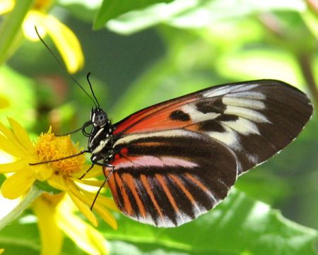 Lista rossa Ue: a rischio farfalle, scarabei e libellule