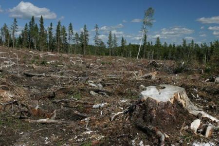 deforestazione europea