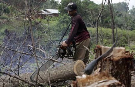 La deforestazione cala, ma ancora molto resta da fare