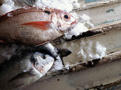 pesci contaminati da mercurio