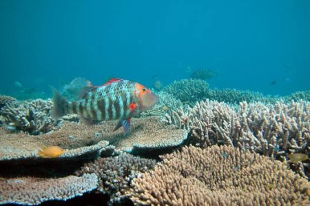 Acidificazione degli oceani, ecosistemi marini a rischio