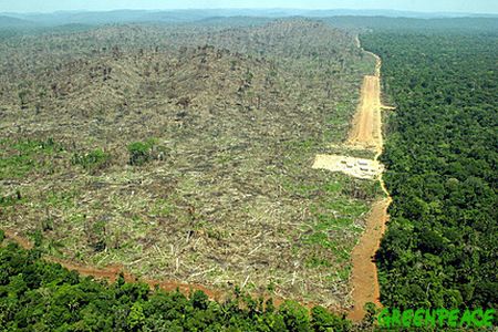 Deforestazione: persi oltre un milione di km quadrati di foreste in 5 anni
