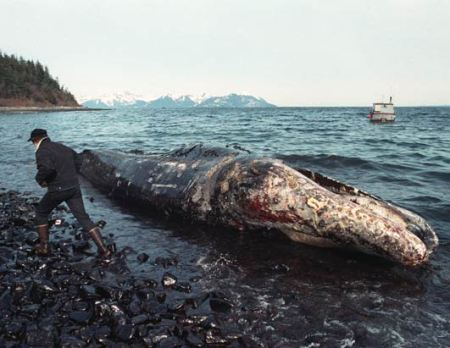 Disastro Exxon Valdez, vent'anni dopo si contano ancora i danni