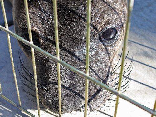 Cuccioli di leone marino muoiono di stenti lungo le coste del Pacifico