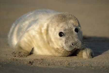 cucciolo foca grigia
