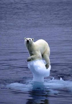 orso polare riscaldamento globale