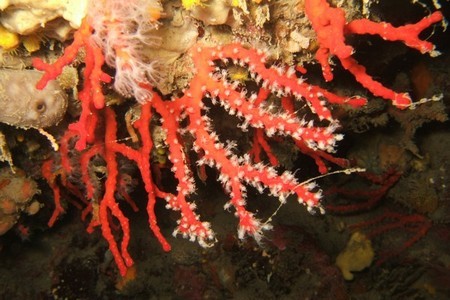 Corallo rosso, mar Mediterraneo