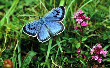 farfalla blu foto 6
