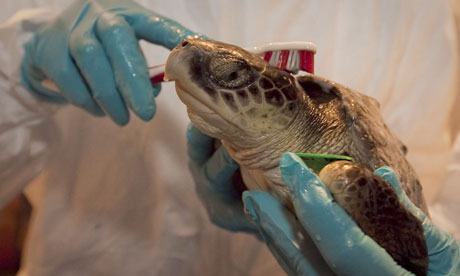 Marea nera, tartarughe bruciate vive dalla BP (video)