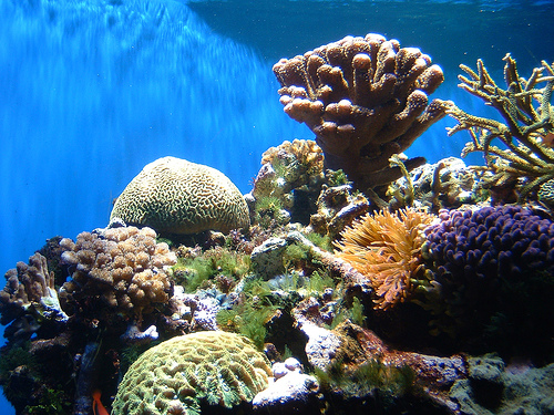 La Malesia chiude le sue aree marine per salvare la barriera corallina