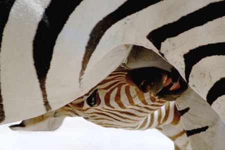 Fiocco azzurro al Bioparco di Roma, è nato un cucciolo di zebra