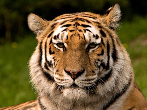 Oggi è la giornata mondiale della tigre (fotogallery)