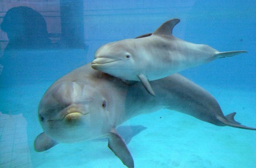 WWF lancia il progetto cetacei a "impatto zero"