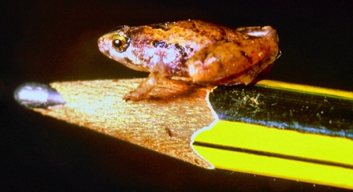 Nuova specie di micro-rana avvistata nel Borneo