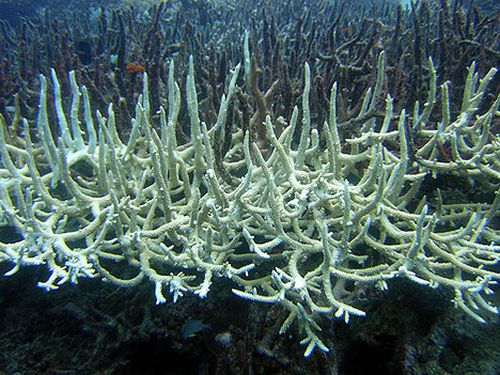 Il cambiamento climatico minaccia anche la barriera corallina hawaiana