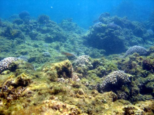 Acidificazione degli oceani mette a rischio i molluschi