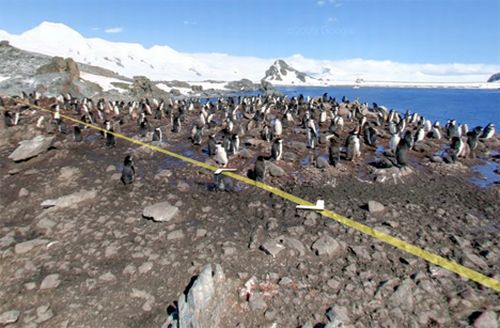 Pinguini dell'Antartide su Google Street View
