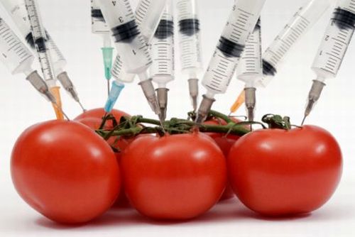 OGM, i sette punti delle linee guida EFSA sulla sicurezza delle piante geneticamente modificate