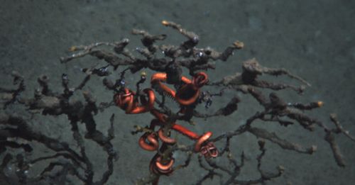 La marea nera sta distruggendo i coralli giganti nel Golfo del Messico