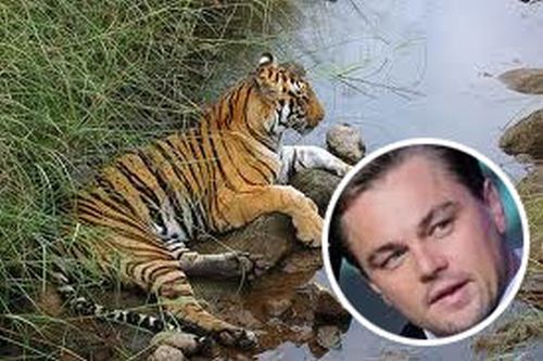 Tigri, Leonardo Di Caprio offre un milione di dollari per salvarle