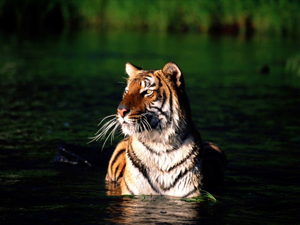 Tigri, al via oggi in Russia l'International Forum on Tiger Conservation (fotogallery)