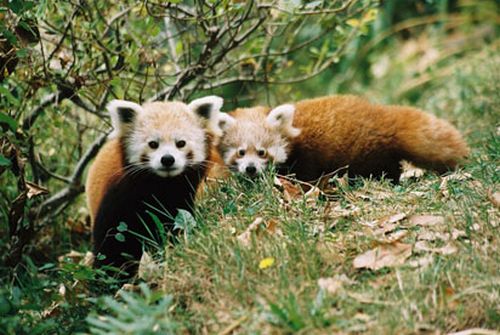 Firefox Adotta Firefox Due Esemplari Di Panda Rosso In Via D Estinzione Video Ecologiae Com