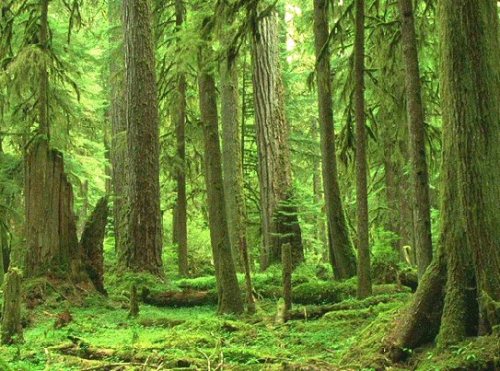 Ambiente, salviamo le foreste che assorbono 289mld di tonnellate di C02 ogni anno
