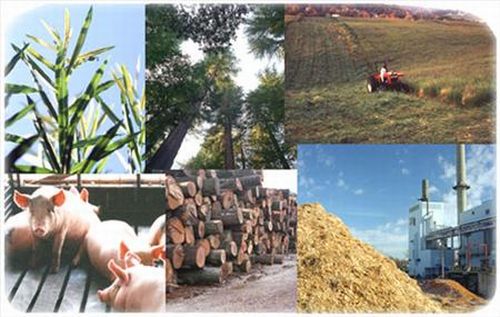 Biomasse Italia: GSE pubblica Rapporto Statistico