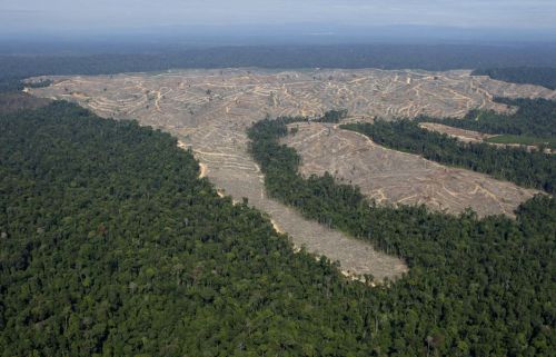 Deforestazione: Borneo e Sumatra hanno perso il 9% delle loro foreste in 8 anni