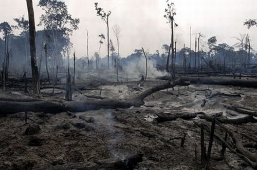 Deforestazione in Amazzonia +1000% nel 2010
