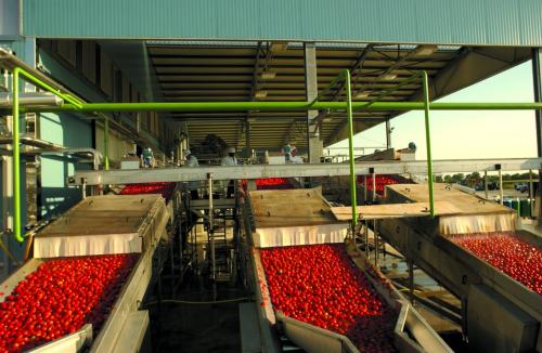Energia dai pomodori, la nuova fonte rinnovabile arriva da Lodi