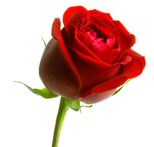 San Valentino: occhio alle rose!