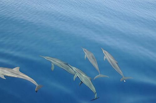 Marea nera: delfini e balene morti potrebbero essere 50 volte di più della stima ufficiale