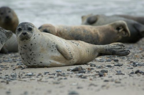 Inquinamento costiero mette a rischio le foche