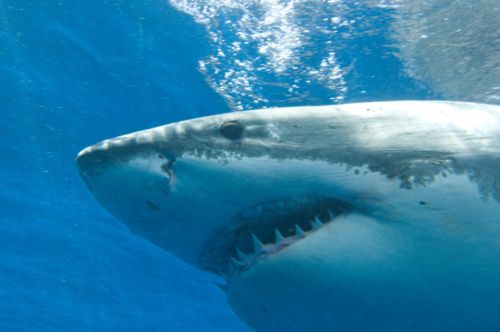 Animali in via d'estinzione: lo squalo bianco conta circa 200 esemplari in California