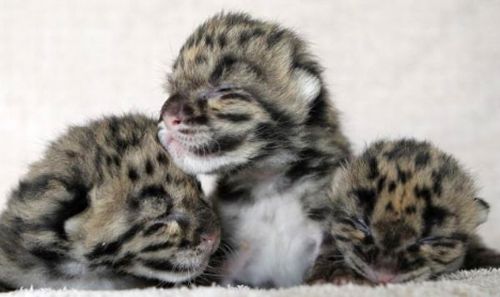Due cucciolate di leopardi ridanno speranza alla loro specie quasi estinta