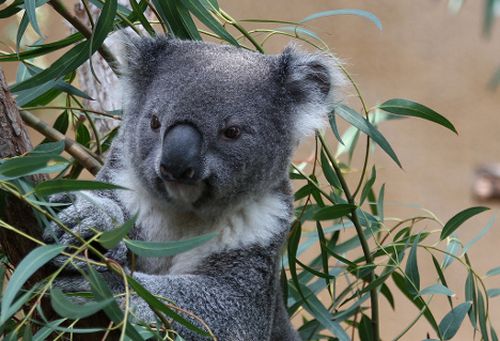 Animali in via d'estinzione: nuove speranze per i koala