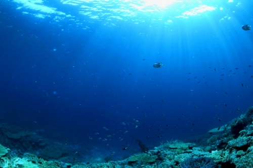 Giornata mondiale degli oceani, l'8 giugno si combattono i nemici degli ecosistemi marini