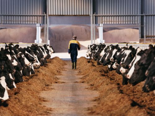 La mucca clonata che produce latte umano è made in Argentina